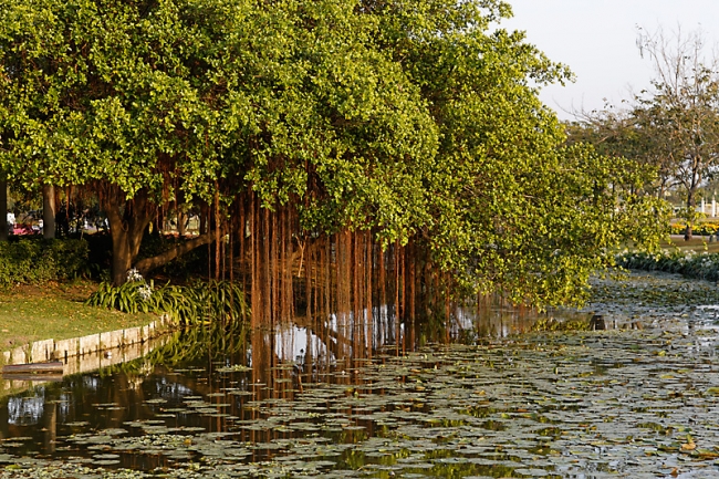 Suan Luang-020